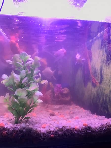 fish with aquarium urgent sale 1