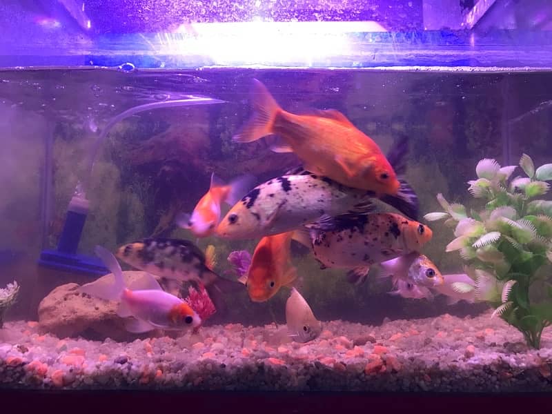 fish with aquarium urgent sale 2