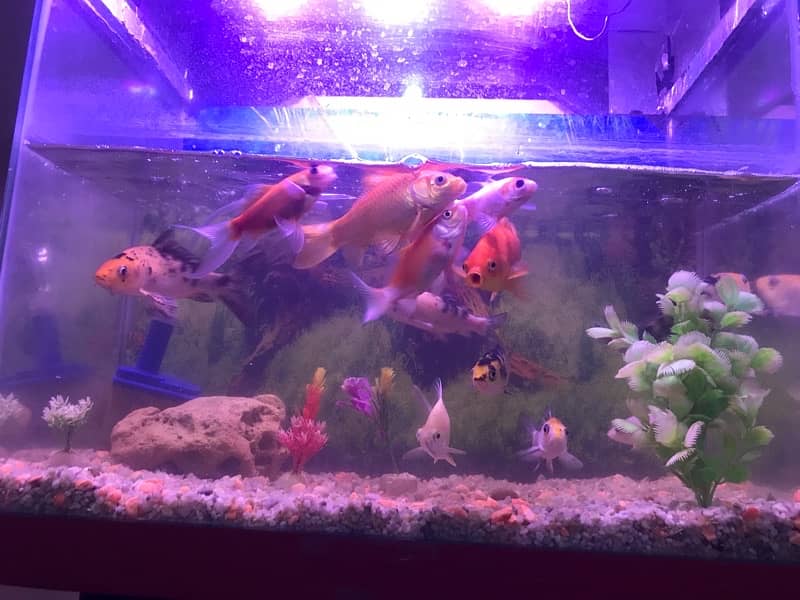 fish with aquarium urgent sale 3