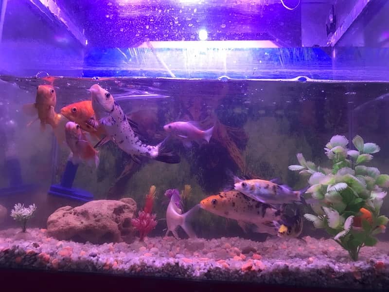 fish with aquarium urgent sale 4