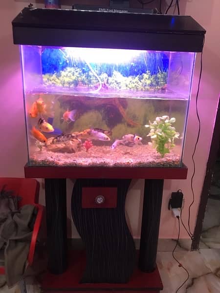 fish with aquarium urgent sale 5