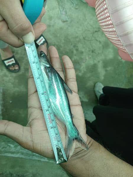 Blue Line Shark Size 4.5 Inch Active and Healthy 0