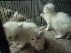 5 Persian Kittens (sami punch face)  For Sale