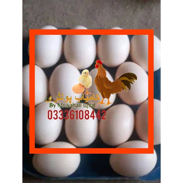 Ayam Cemani eggs 0