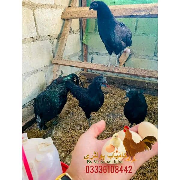 Ayam Cemani eggs 2