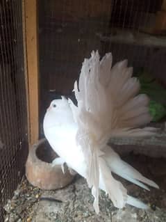 American  fantail peigons for sale