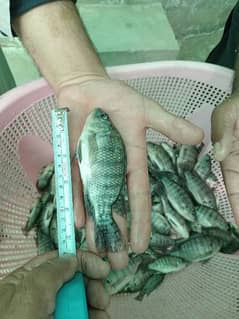 tilapia fish 3to4 inch