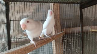 albino breeder pair
