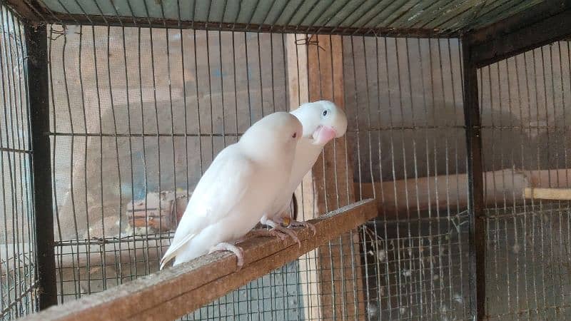 albino breeder pair 1