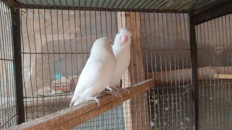 albino breeder pair 2