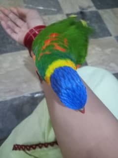 Handtamed rainbow colour female parrot