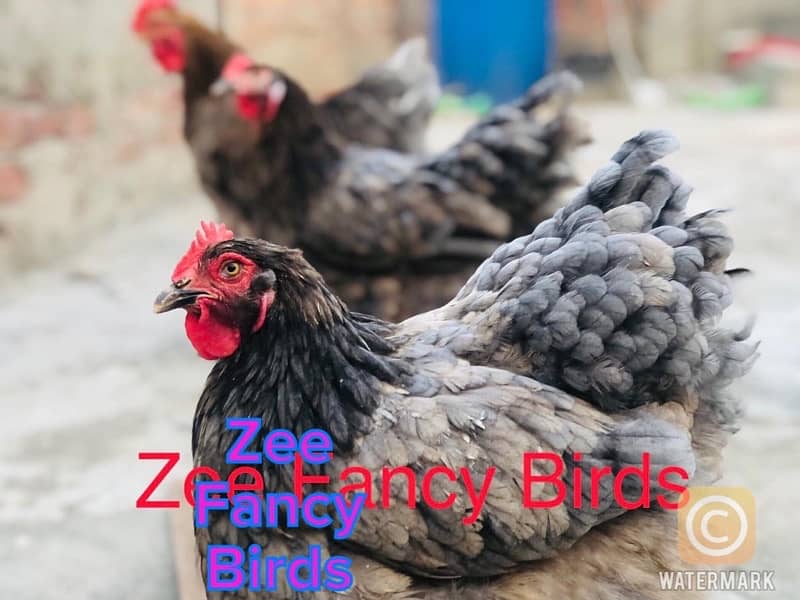 Blue Buff chiks ,Gray Buff Chiks ,Heavy cochine chiks hen Roster 4