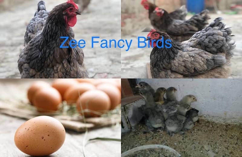 Blue gray  Buff  golden black white  Buff Chiks ,cochine chiks he 8