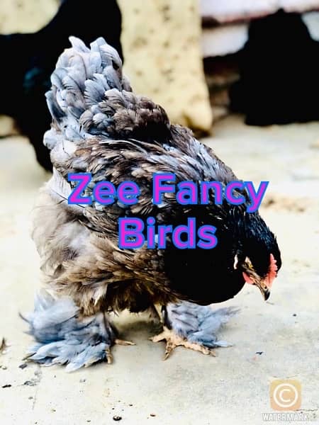 Blue Buff chiks ,Gray Buff Chiks ,Heavy cochine chiks hen Roster 6