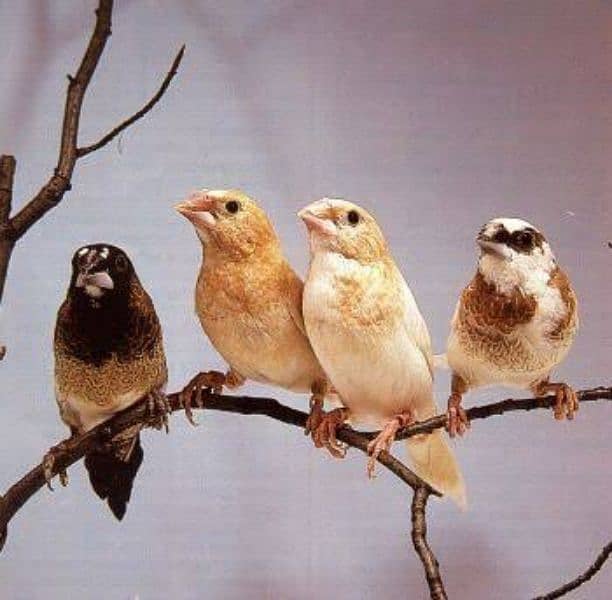 All Type Finches 14