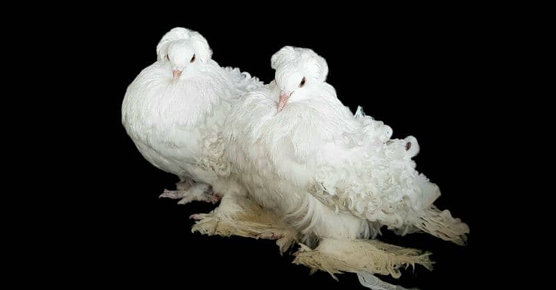 Excelent Quality White Crested Frillback breeder pair 0