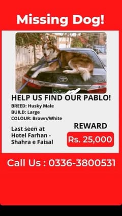 lost husky in karachi