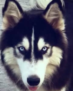 Siberian husky male, blue eyes, healthy bone 0