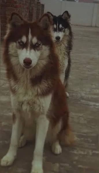 Siberian husky male, blue eyes, healthy bone 8