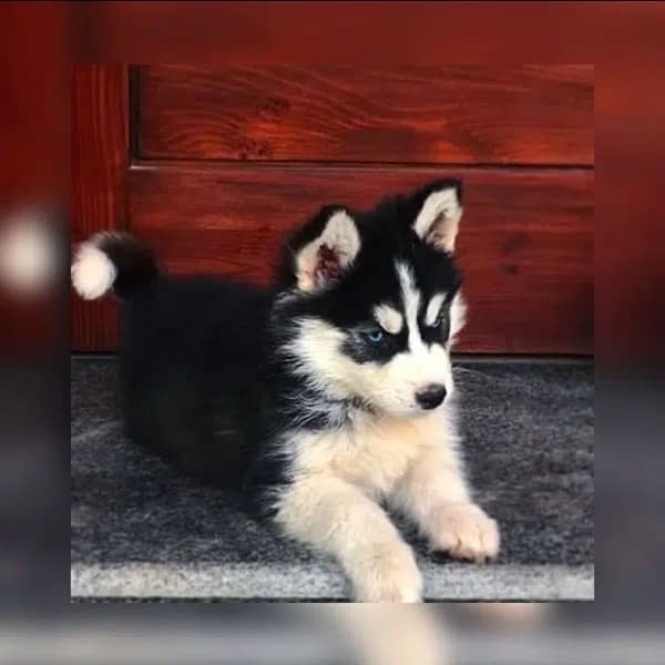 Siberian husky male, blue eyes, healthy bone 10