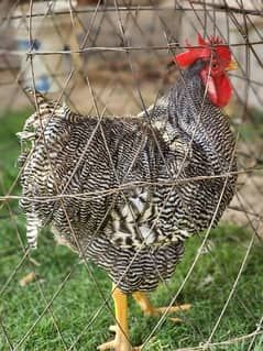 Plymouth rock heritage f1 breed eggs are available 0