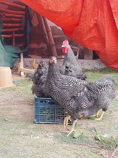 Plymouth rock heritage f1 breed eggs are available 2