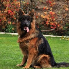 German shepherd male pedigree