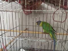 Plum Headed Parrot with Cage 0