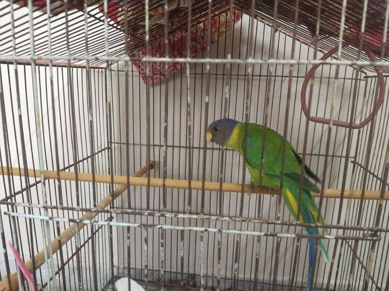Plum Headed Parrot with Cage 0