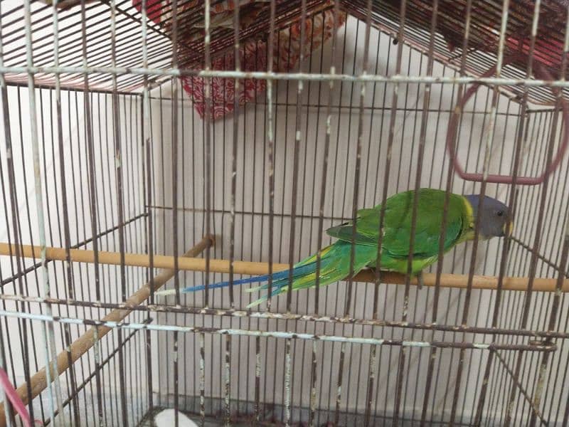 Plum Headed Parrot with Cage 1