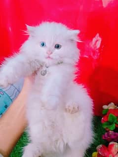 Persian White Kittens Triple Coated Odd Eyes