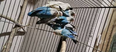 albino and blue fichirie love bird