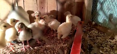 turkey chicks and guinea fowl/peacock chicks available