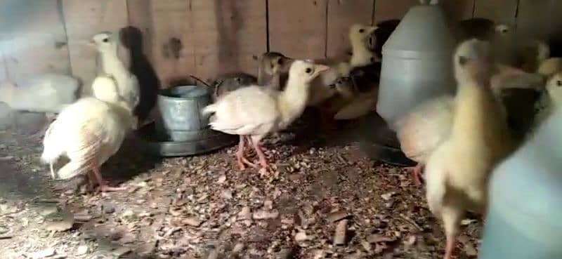 turkey chicks and guinea fowl/peacock chicks available 1