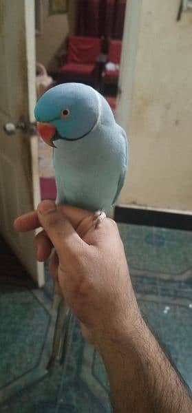 Hand tammed talking blue ringneck 3