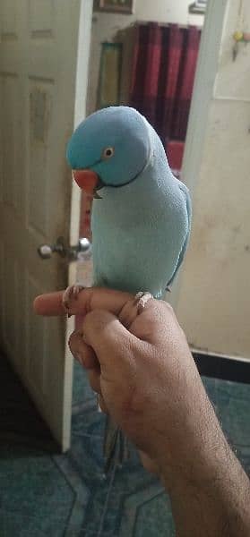 Hand tammed talking blue ringneck 4