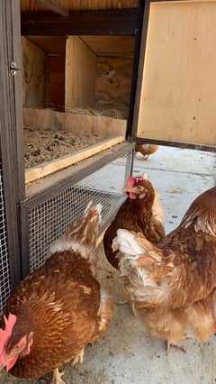 3 Lohmann Brown Hens and a 1 RIR Rooster Breeder set for Sale 0