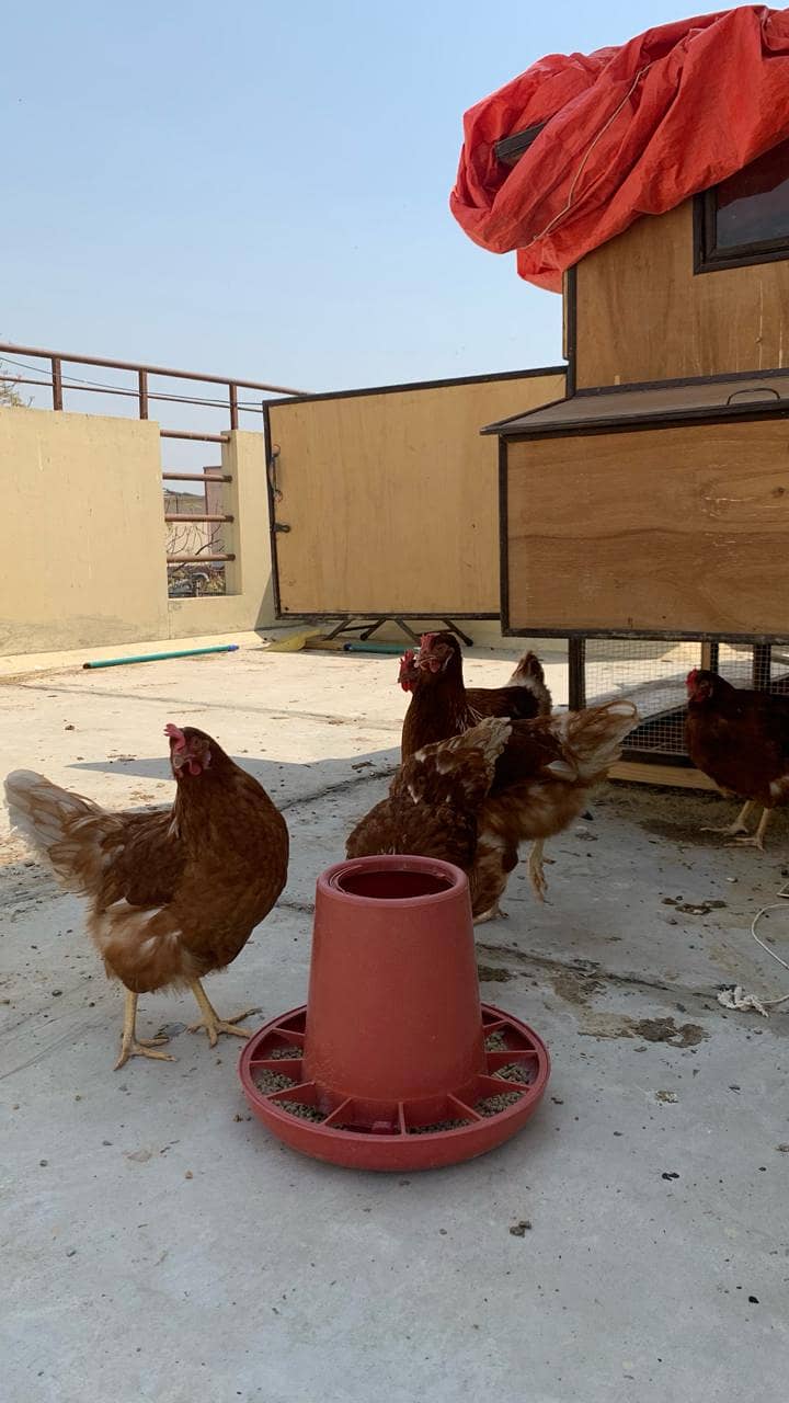 Price Reduced | 7 Lohmann Brown Hens and a 1 RIR Rooster for Sale 2