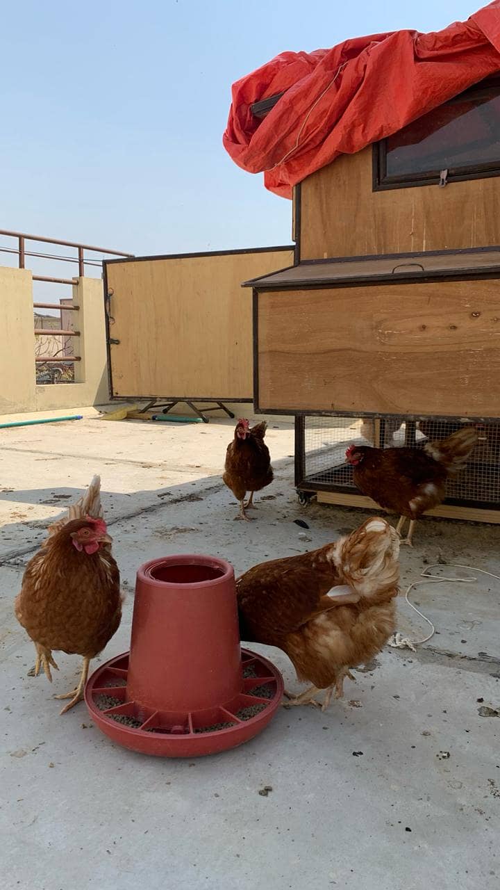 3 Lohmann Brown Hens and a 1 RIR Rooster Breeder set for Sale 3