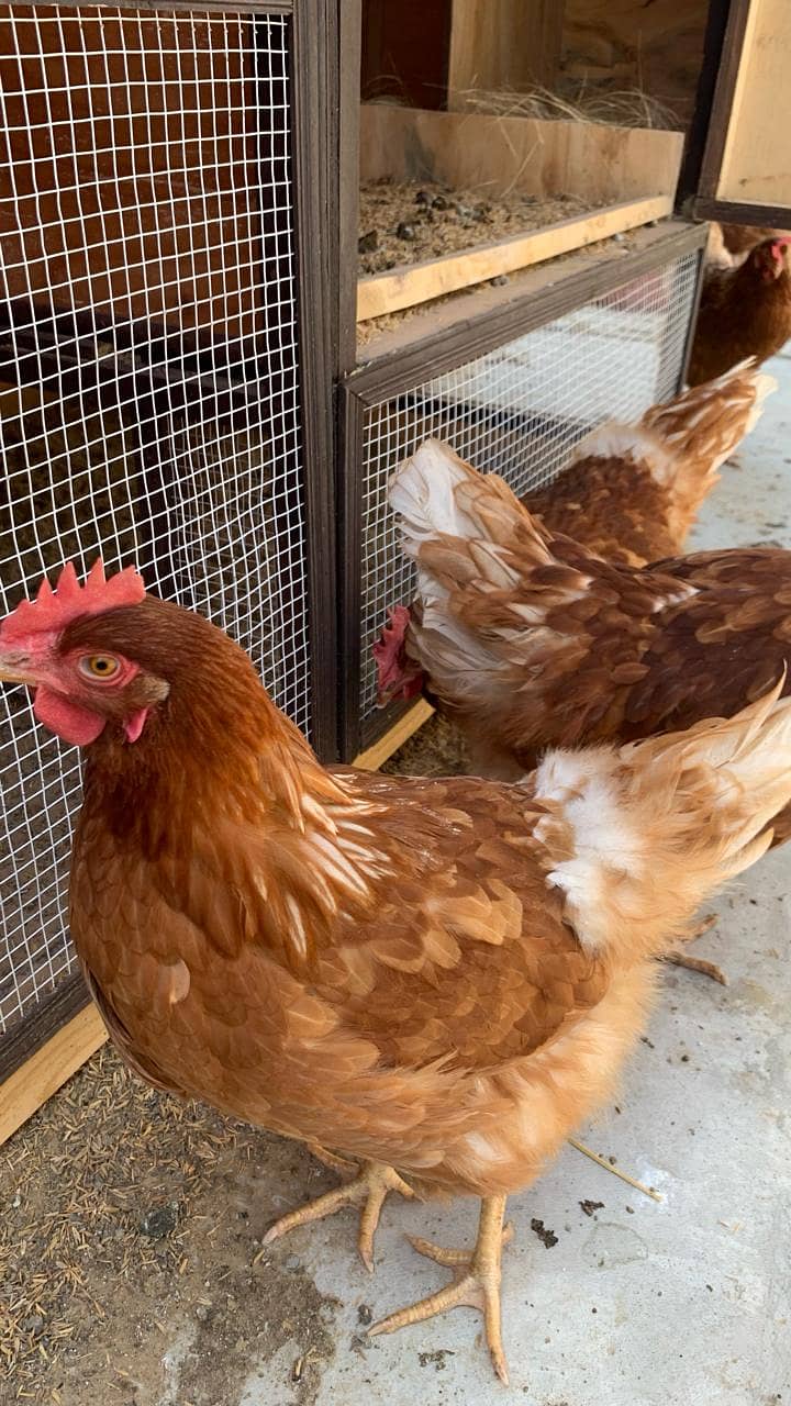 3 Lohmann Brown Hens and a 1 RIR Rooster Breeder set for Sale 4