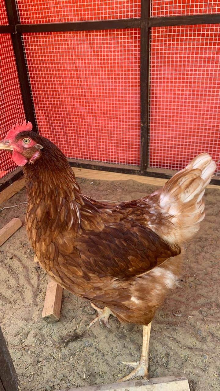 3 Lohmann Brown Hens and a 1 RIR Rooster Breeder set for Sale 5
