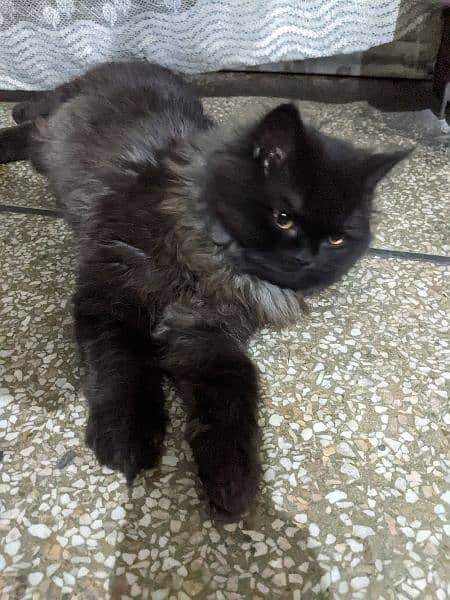 pure persian Punch Face cat age 6 month grey black color 2