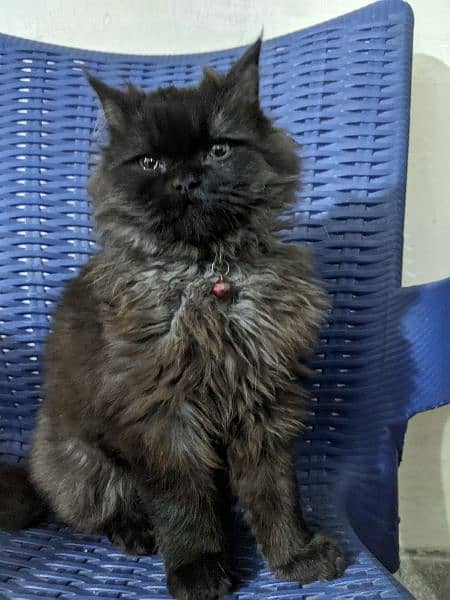 pure persian Punch Face cat age 6 month grey black color 9