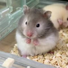 hamsters grey white