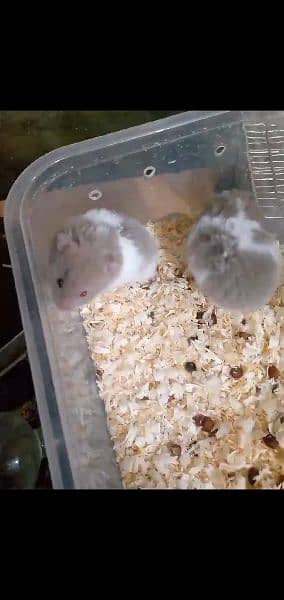 hamsters grey white 1
