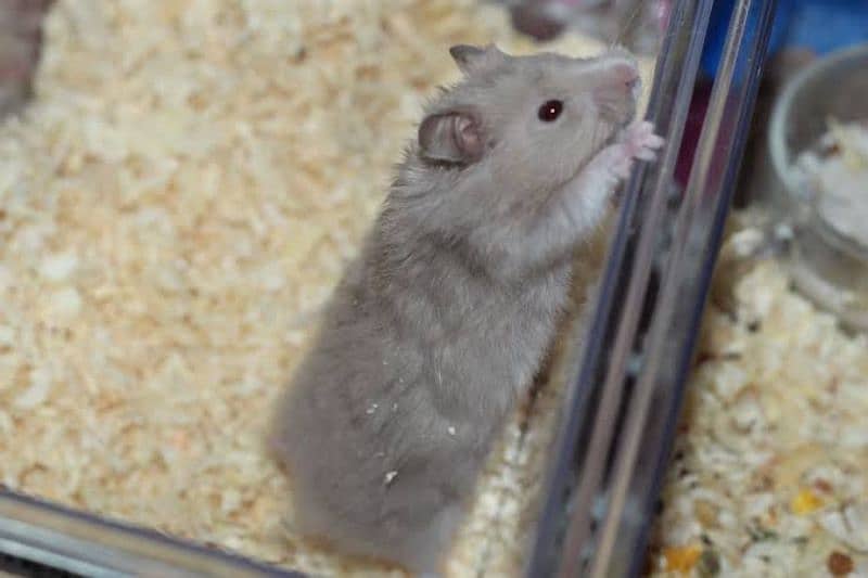 hamsters grey white 2