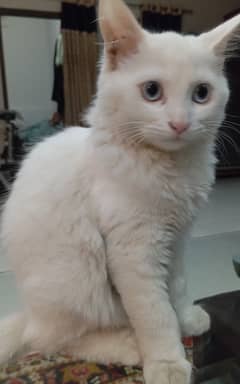 White best sale male kitten