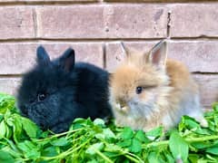 TEADYBEAR DWARF PUNCH FACE PAIR AVAILABLE WITH WHITE BLUE EYE MALE