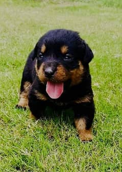 Rottweiler best sale price olx