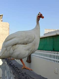 Ticher choker guina fowl breeding pair  healthy read to laying eggs